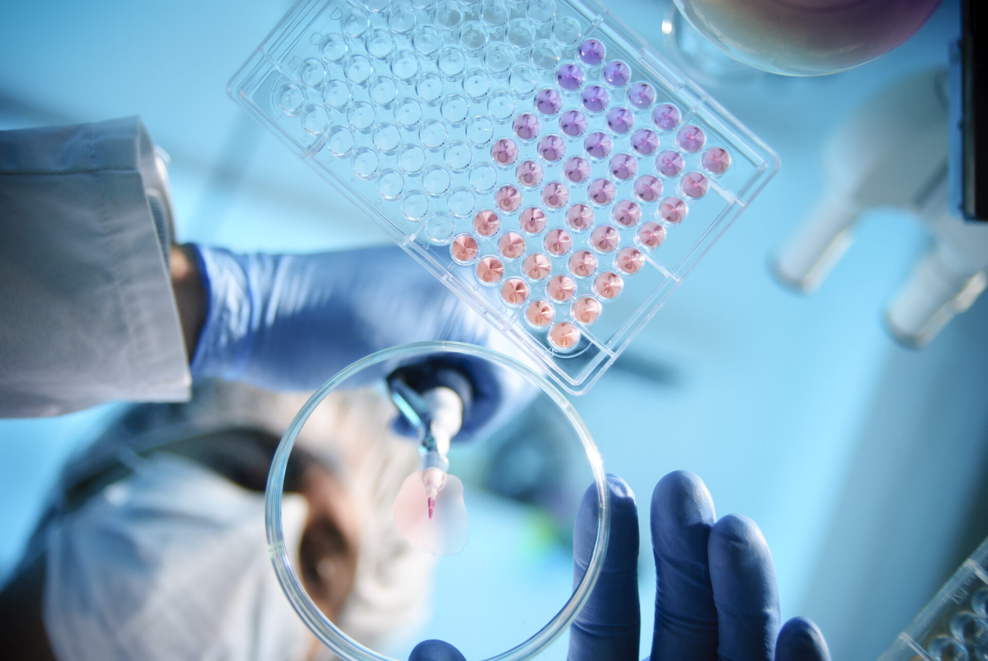 A scientist using a pipette with a microtiter plate